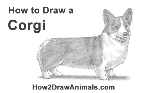 500x315 how to draw a welsh corgi dog - Corgi Drawing