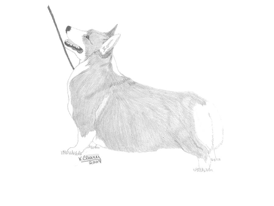 900x675 pembroke welsh corgi drawing - Corgi Drawing