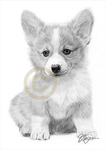 212x300 cardigan corgi puppy pencil drawing art print sizes signed - Corgi Drawing