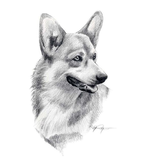 570x641 welsh corgi dog pencil drawing art print - Corgi Drawing