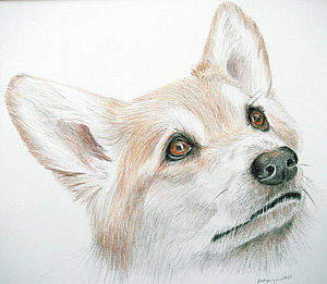 300x261 corgi drawing - Corgi Drawing