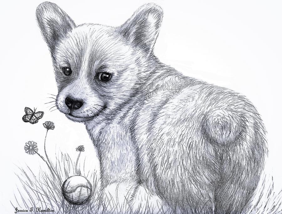 900x682 corgi pupper - Corgi Drawing
