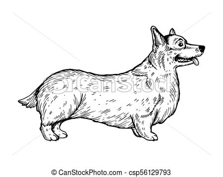 450x357 Welsh Corgi Dog Engraving Vector Illustration Scratch Board Style - Corgi Line Drawing