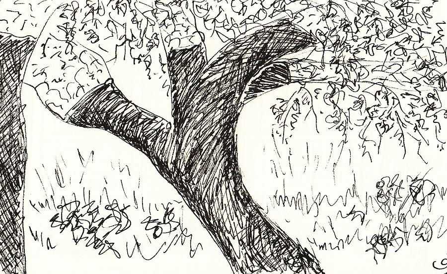 900x551 cork oak drawing - Cork Drawing