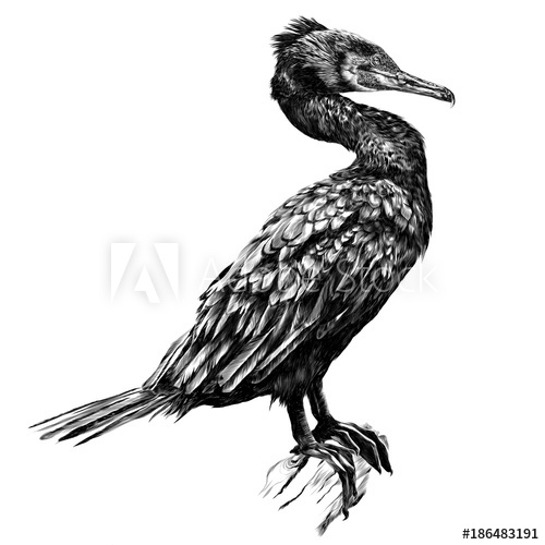 Cormorant Drawing