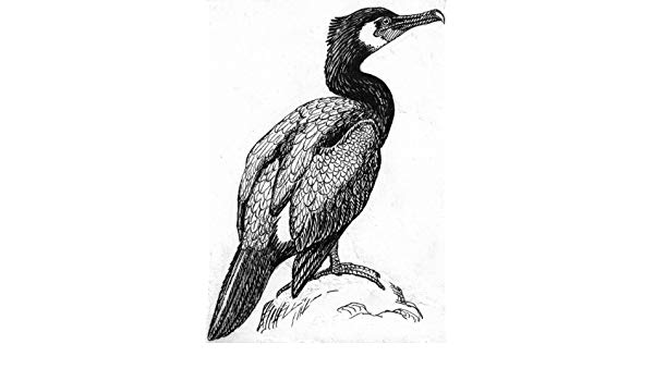 600x350 cormorant drawing image drawing skill - Cormorant Drawing
