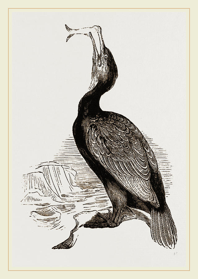 639x900 cormorant drawing pics drawing skill - Cormorant Drawing