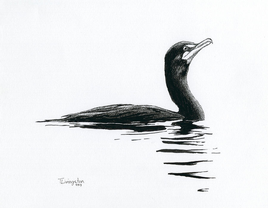 900x699 cormorant drawing - Cormorant Drawing