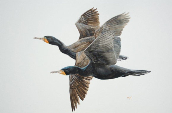 580x380 cormorant hunt is the single worst wild game management decision - Cormorant Drawing