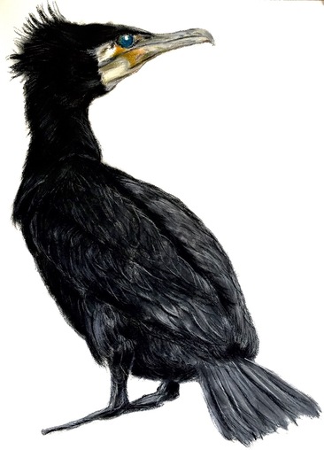 366x508 cormorant - Cormorant Drawing