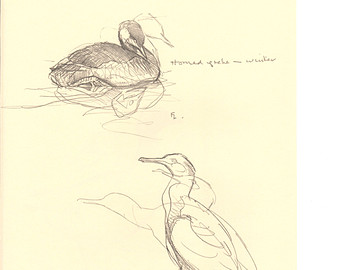 340x270 cormorant drawing etsy - Cormorant Drawing