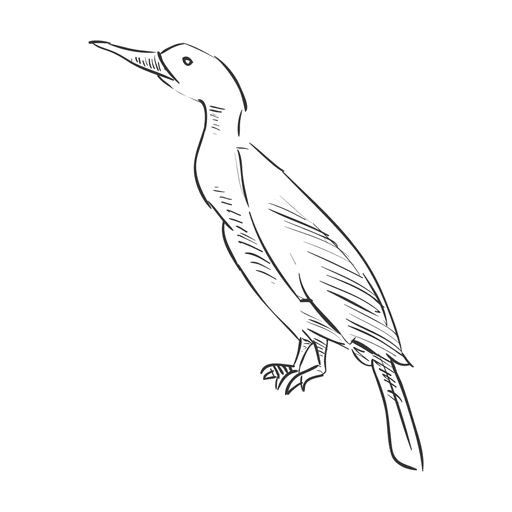 512x512 cormorant hand drawn bird - Cormorant Drawing