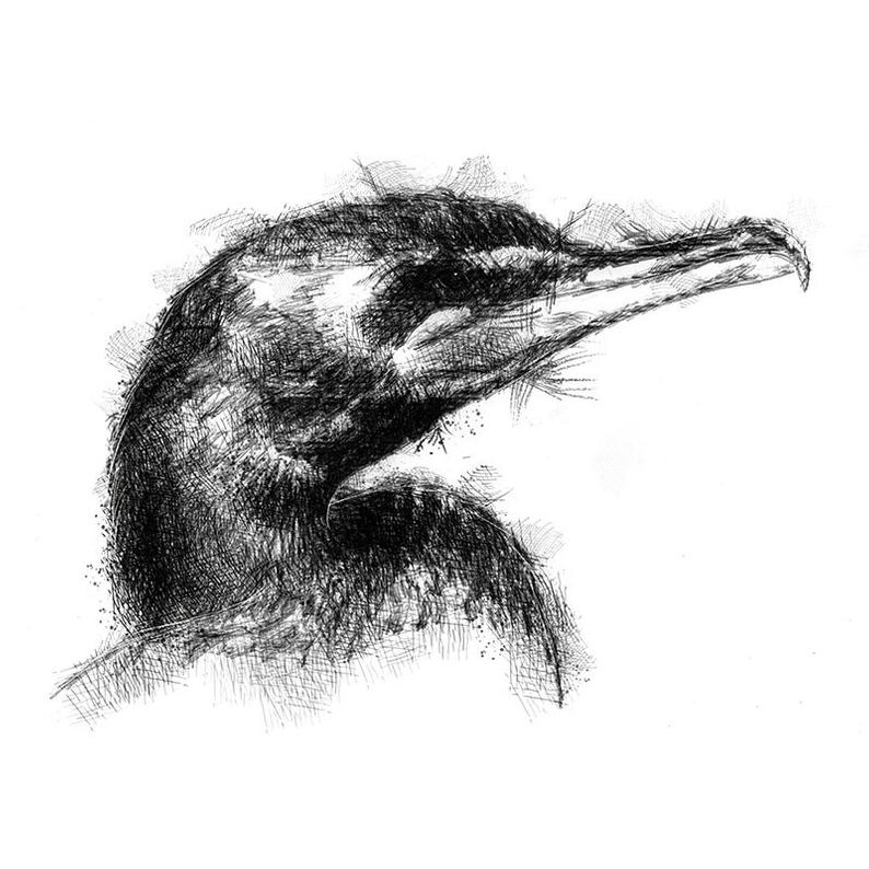794x794 cormorant sketch limited edition fine art print from etsy - Cormorant Drawing