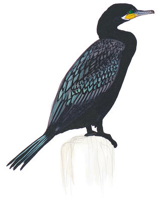 318x400 cormorants audubon - Cormorant Drawing