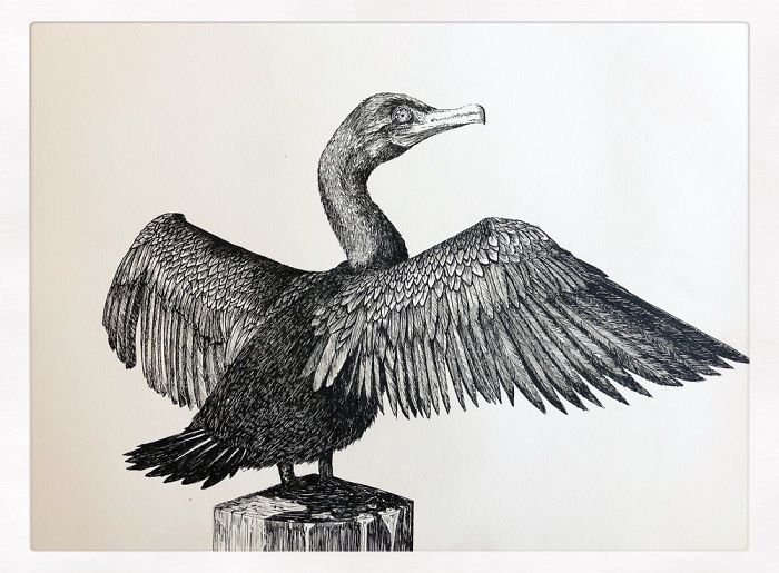 700x515 amazingly detailed drawings of birds and insects - Cormorant Drawing
