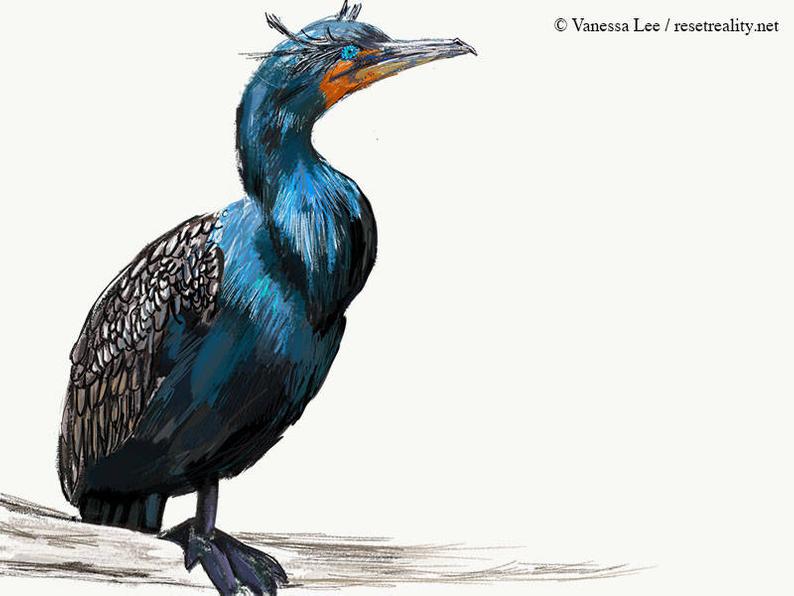 794x596 double crested cormorant print bird illustration digital etsy - Cormorant Drawing