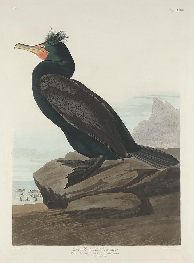 666x900 double crested cormorant drawing - Cormorant Drawing