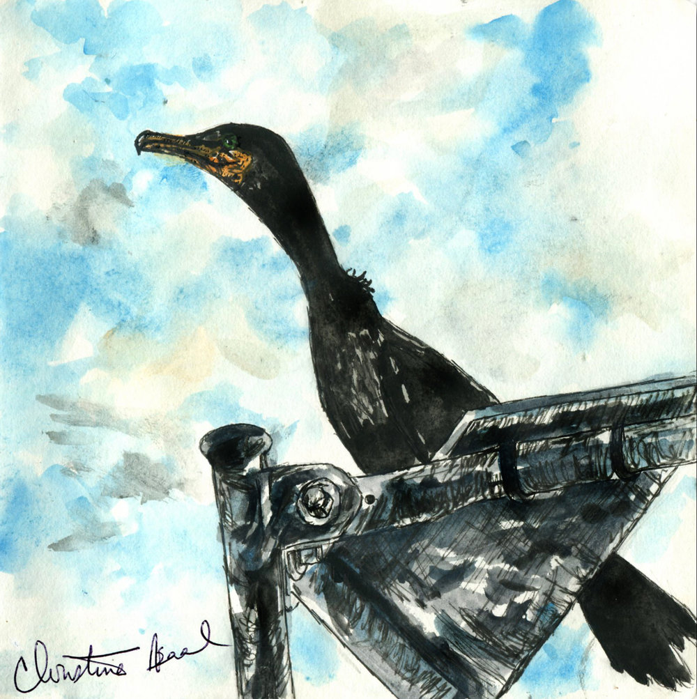 1000x1003 double crested cormorant drawing birds - Cormorant Drawing