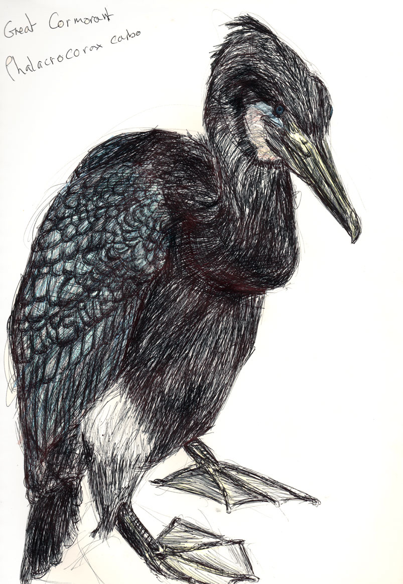 803x1164 drawings - Cormorant Drawing