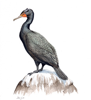 300x331 find a bird - Cormorant Drawing