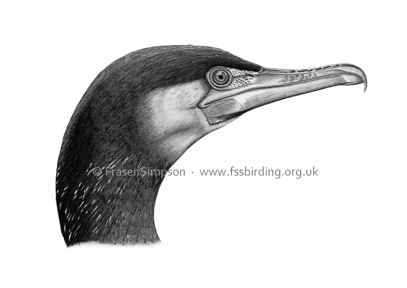 800x566 fraser's birding blog cormorant drawing - Cormorant Drawing