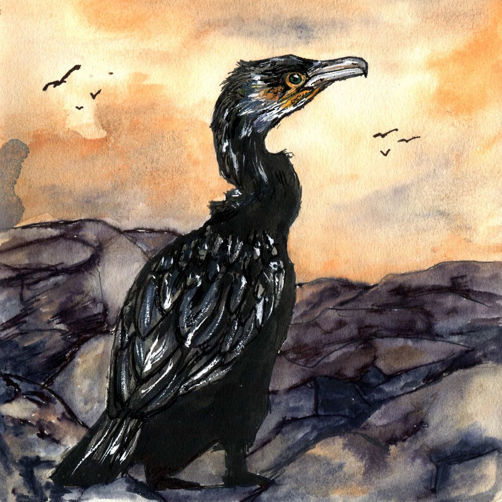 1000x1000 great cormorant drawing birds - Cormorant Drawing