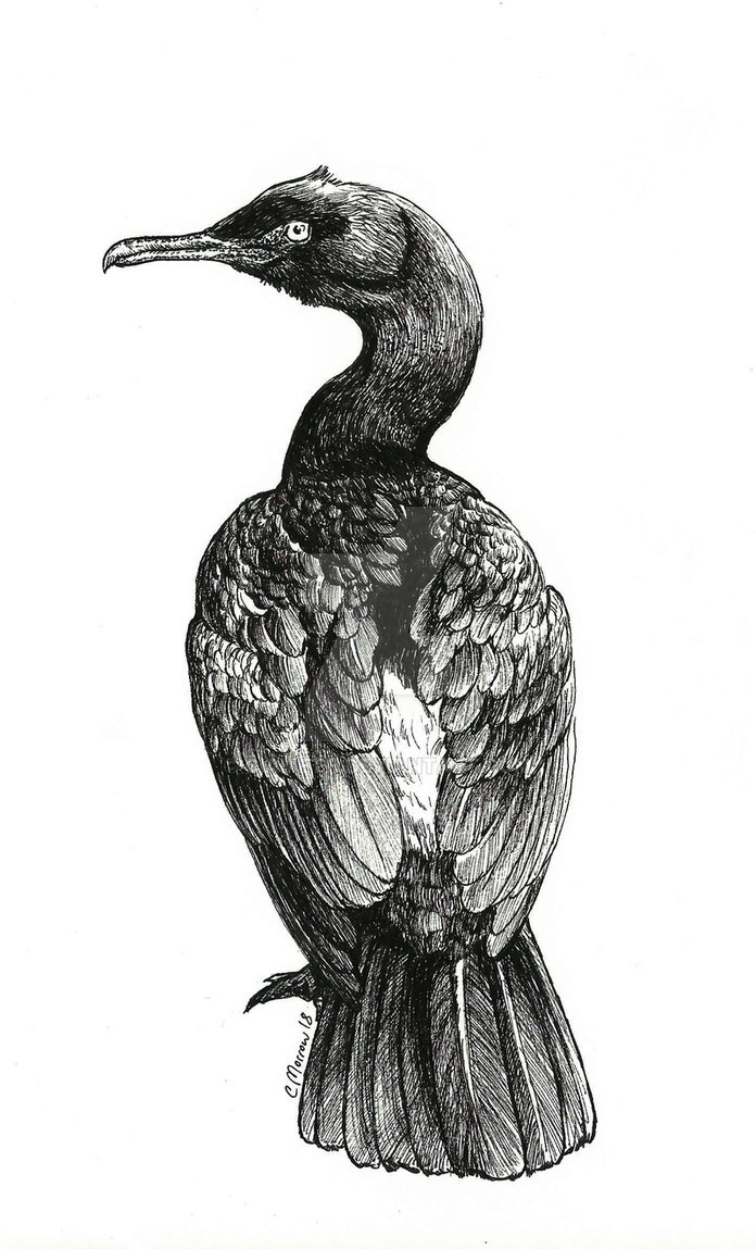 696x1149 inktober - Cormorant Drawing