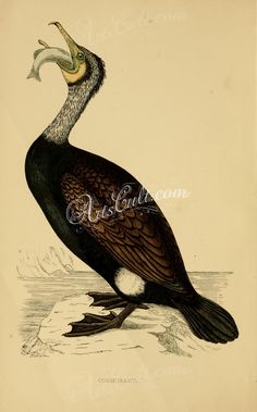 236x379 best cormorants images bird art, birds, printmaking - Cormorant Drawing