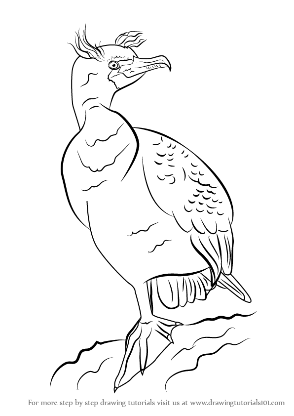 596x842 learn how to draw a double crested cormorant - Cormorant Drawing