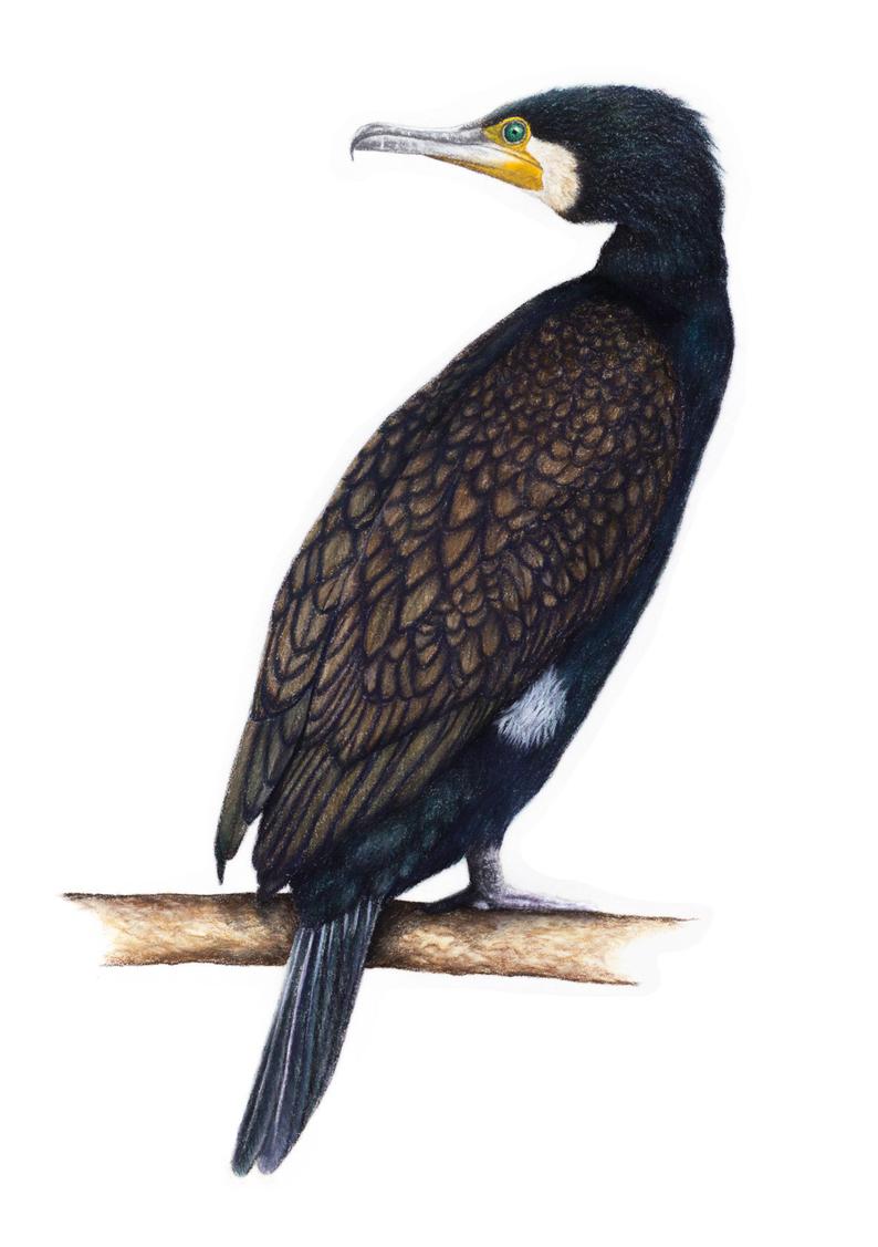 794x1127 original pastel drawing great cormorant phalacrocorax carbo etsy - Cormorant Drawing