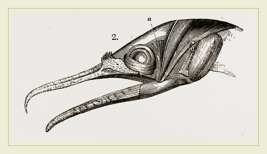 900x520 skull and head of cormorant drawing - Cormorant Drawing