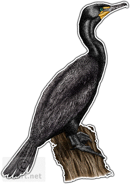 418x590 wildlife art shorebirds - Cormorant Drawing