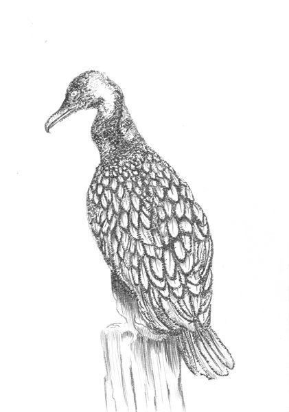 421x600 cormorant, drawing, pencil on paper danielle frenken - Cormorant Drawing