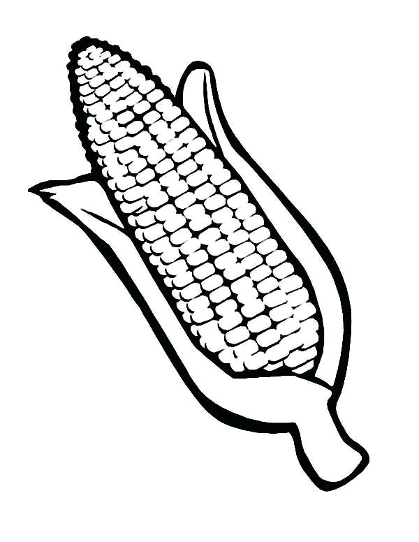 Corn Cob Drawing at PaintingValley.com | Explore collection of Corn Cob ...