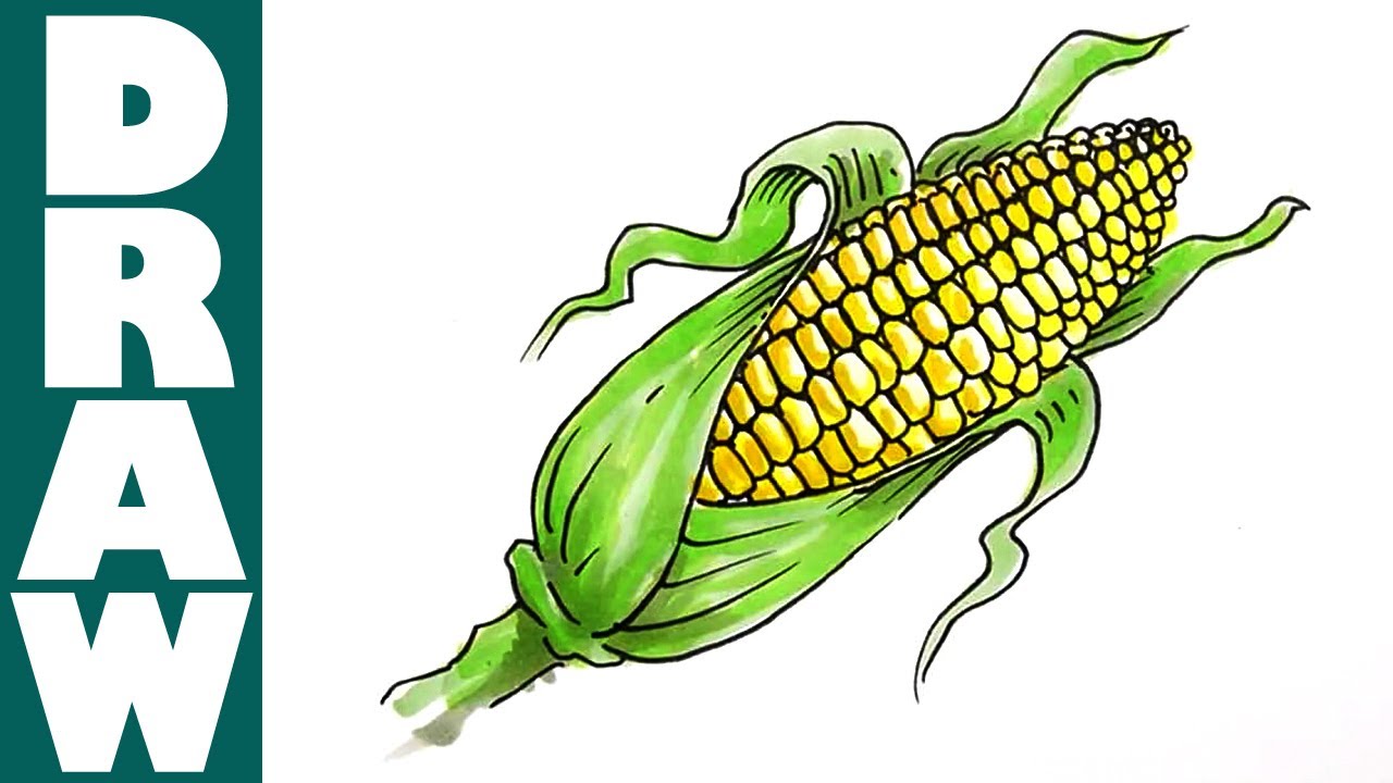 1280x720 How To Draw A Corn Cob - Corn Cob Drawing
