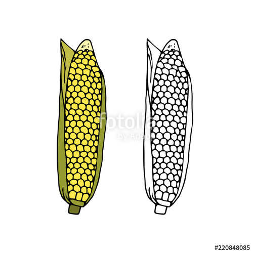 500x500 Ripe Corn Cob With Leaves Hand Drawn Illustration Doodles Cartoon - Corn Cob Drawing