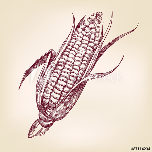 500x500 Corncob Hand Drawn Vector Llustration Realistic Sketch - Corn Cob Drawing