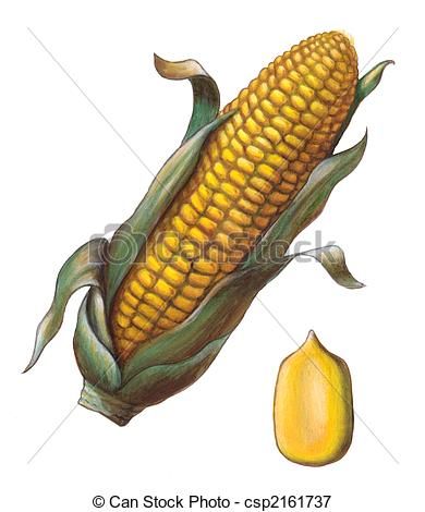 390x470 Maiz Dibujo - Corn Cob Drawing