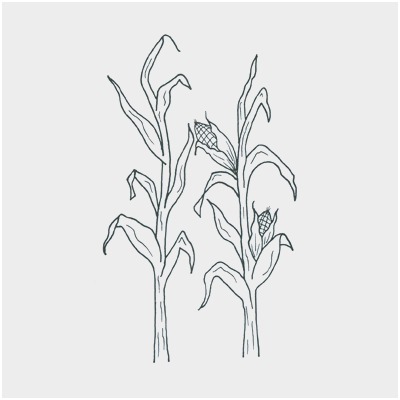 400x400 Ear Of Corn Coloring - Corn Drawing