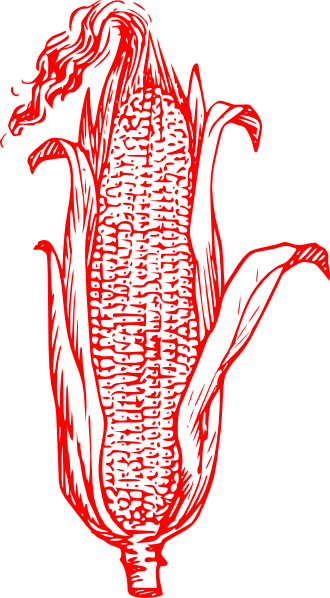 330x598 Stalk Image Free Drawing Corn Huge Freebie! Download - Corn Drawing