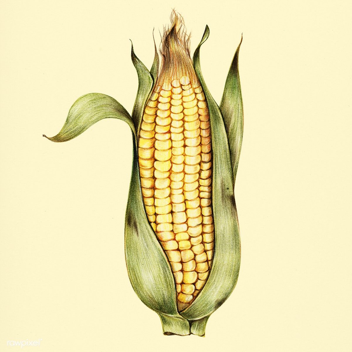 1200x1200 Hand Drawn Of Corn Premium Image - Corn Drawing