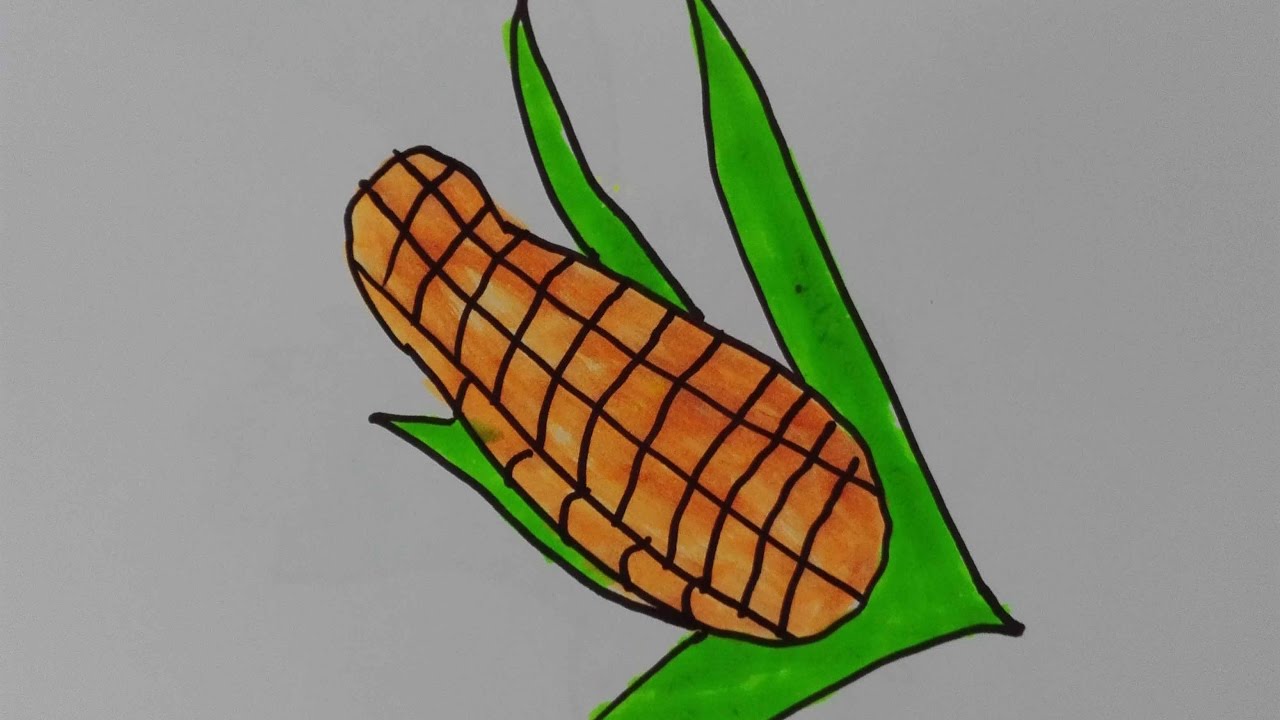 Corn Drawing at PaintingValley.com | Explore collection of Corn Drawing