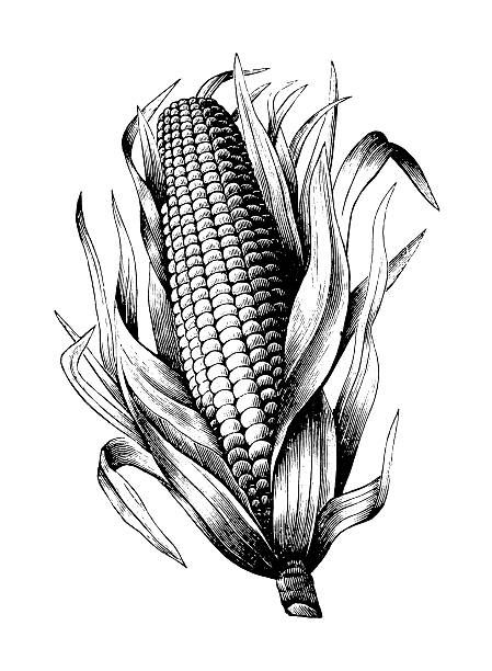 449x612 image result for botanical drawing corn tattoo corn drawing - Corn Drawing