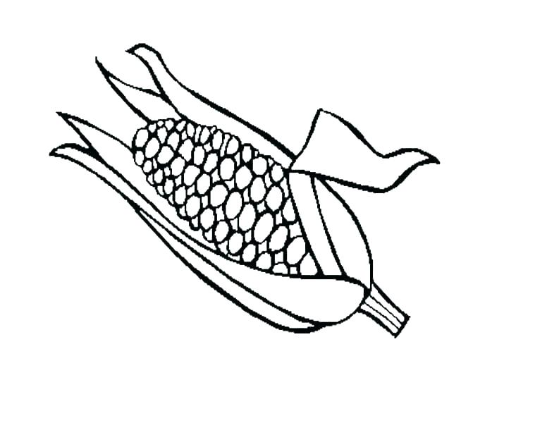 776x600 corn drawing ear corn for free download - Corn Drawing
