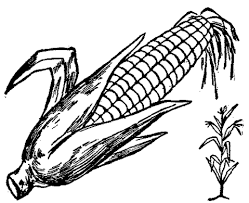 249x203 image result for corn drawing carving thoughts corn drawing - Corn Drawing