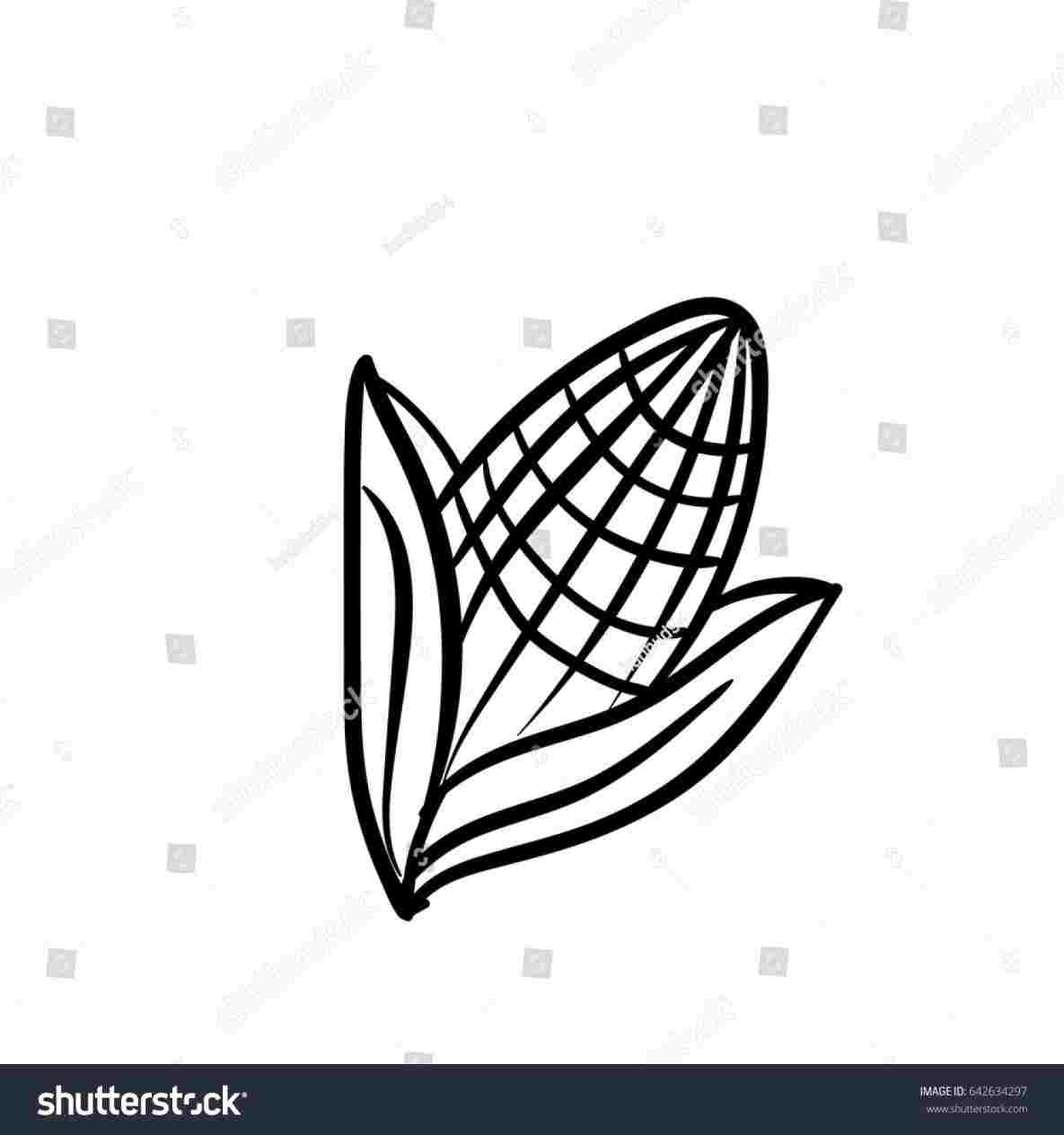 1185x1264 corn line download on ubisaferhubisafeorg collection simple corn - Corn Drawing