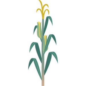 300x300 how to draw corn stalks - Corn Drawing