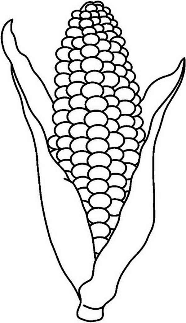 Corn Drawing at Explore collection of Corn Drawing