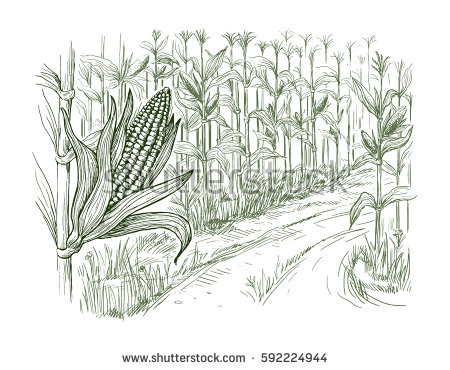 Corn Field Drawing at PaintingValley.com | Explore collection of Corn