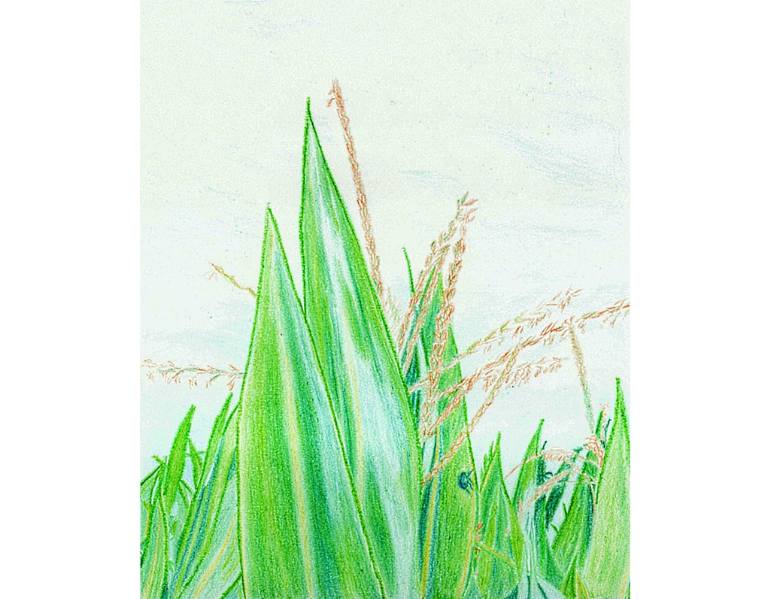 770x599 Corn Field With Beetle - Corn Field Drawing